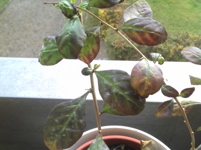 2013-10-26_09-12-16_260.jpg