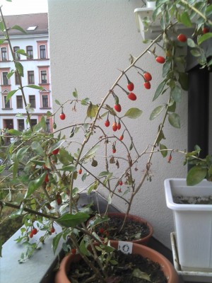 2013-10-26_09-12-39_503.jpg