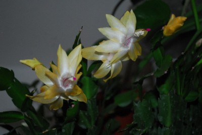 Schlumbergera213 016yy.jpg