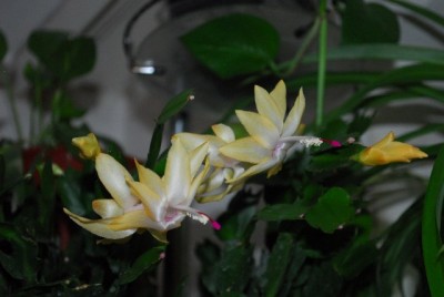 Schlumbergera213 017yy.jpg