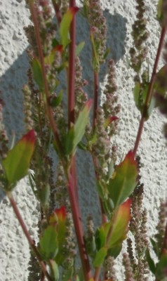 GEDC0834-crop.JPG