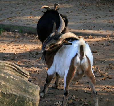 afrikanische-zwergziege.jpg