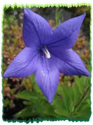 tn_blaue Blume 003.jpg