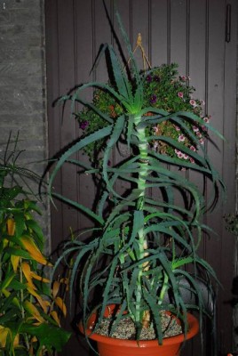 Aloe213 071yy.jpg