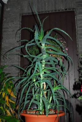 Aloe213 072yy.jpg