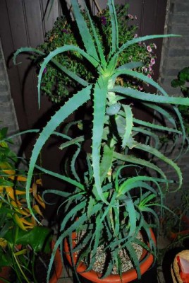 Aloe213 073yy.jpg