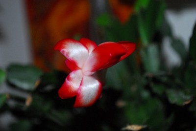 Schlumbergera213 019yy.jpg