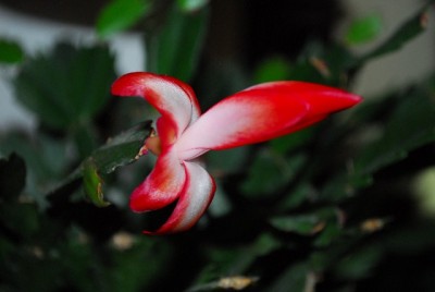 Schlumbergera213 020yy.jpg