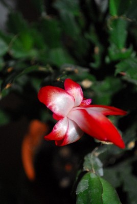 Schlumbergera213 021yy.jpg