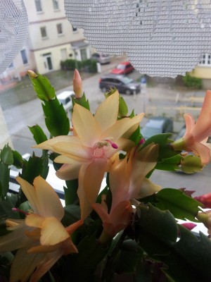 gelb_2013_4.jpg