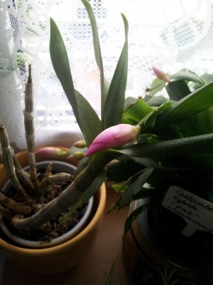Pink_2013_5.jpg
