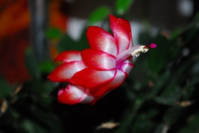 Schlumbergera213 023yy.jpg