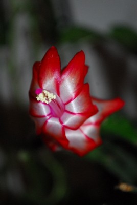 Schlumbergera213 025yy.jpg