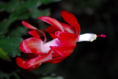 Schlumbergera213 026yy.jpg