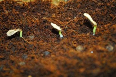 Pachypodium 027yy.jpg