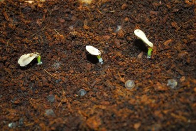 Pachypodium 028yy.jpg
