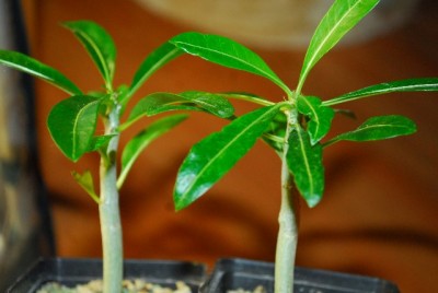 Pachypodium 031yy.jpg