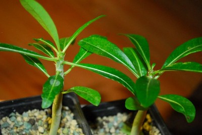 Pachypodium 032yy.jpg