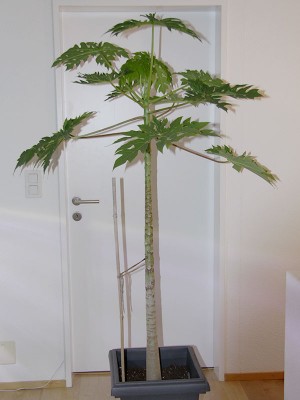 131029_carica_papaya.jpg