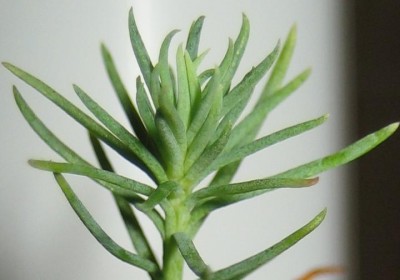 2013 Herbst 4 026.jpg