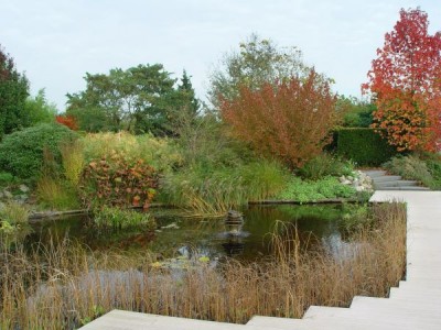 Teich Laub im Wasser.jpg