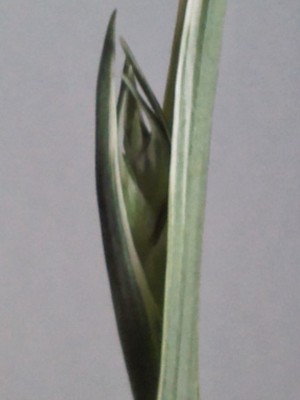 IMG402.jpg