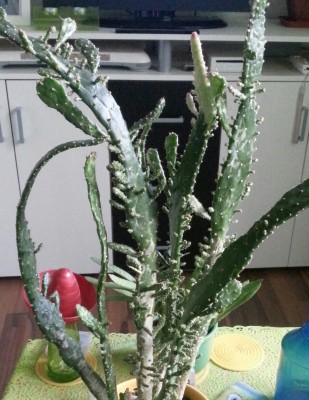 20131031_162620-1-1.jpg