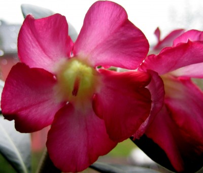 Blüten.jpg