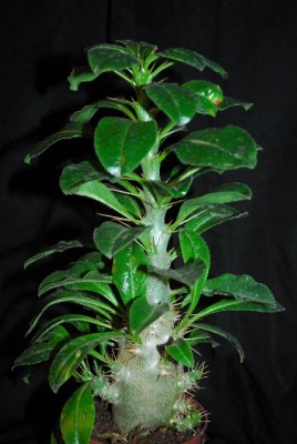 Pachypodium 033yy.jpg