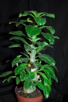 Pachypodium 034yy.jpg