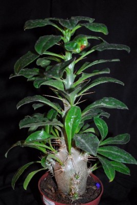 Pachypodium 035yy.jpg