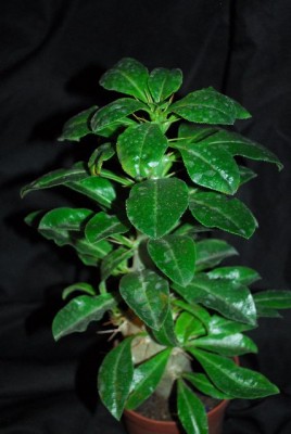 Pachypodium 036yy.jpg