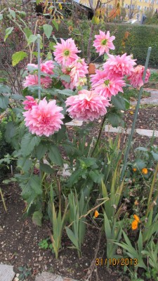 Garten 2013_2896.jpg