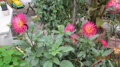 Garten 2013_2895.jpg