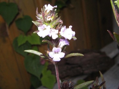 September 2013 02 003_600x600_100KB.jpg