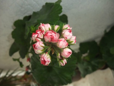 DSCF8181.JPG