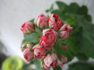DSCF8184.JPG