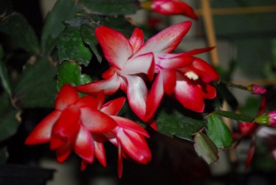Schlumbergera213 028yy.jpg
