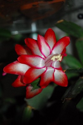 Schlumbergera213 029yy.jpg