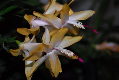 Schlumbergera213 031yy.jpg