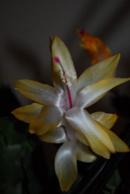 Schlumbergera213 032yy.jpg