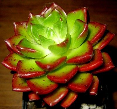 2013 Herbst 4 054.jpg