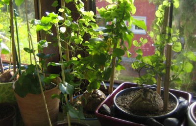 Dioscorea-Pflanzen.jpg