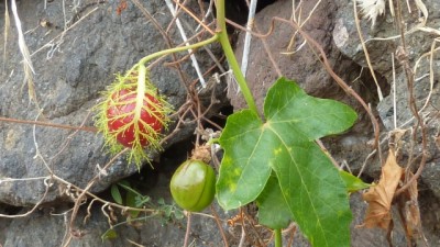 P1010965 - Kopie.JPG