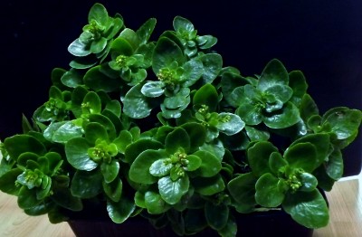 DSCF6918 (800x524).jpg