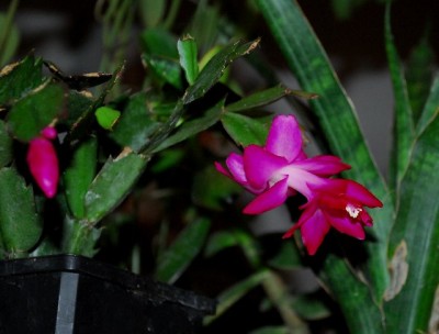 Schlumbergera213 041yy.jpg