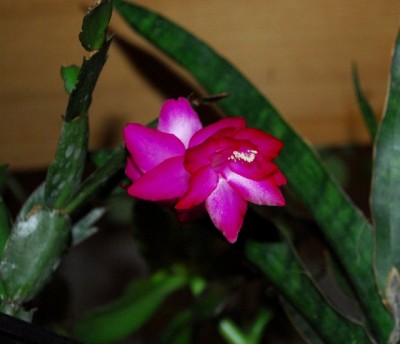 Schlumbergera213 042yy.jpg