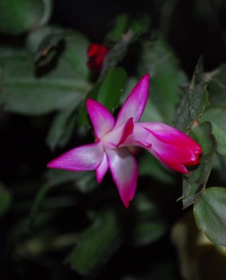 Schlumbergera213 043yy.jpg