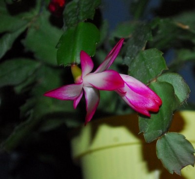 Schlumbergera213 044yy.jpg