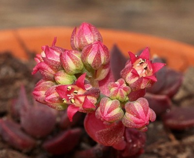 Sinocrassula indica 2011-145 (2a).jpg